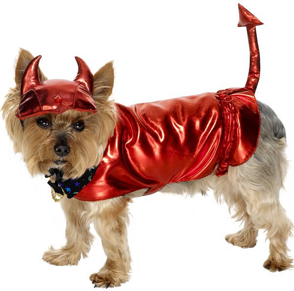 Funny dressed up dogs